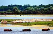 В Румынии из-за обмеления Дуная оказались заблокированы суда с туристами