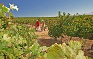 CNN: Молдова вошла в десятку еще неизвестных регионов, в которых производится лучшее в мире вино (ФОТО)