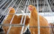 Европарламент запретил клонирование животных и ввоз клонов в ЕС