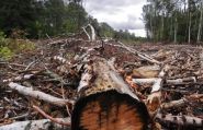 В столичном парке Валя Морилор вырубили десятки деревьев (ФОТО)