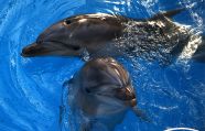 Дельфинарий в Кишиневе откроется 27 мая (ВИДЕО)