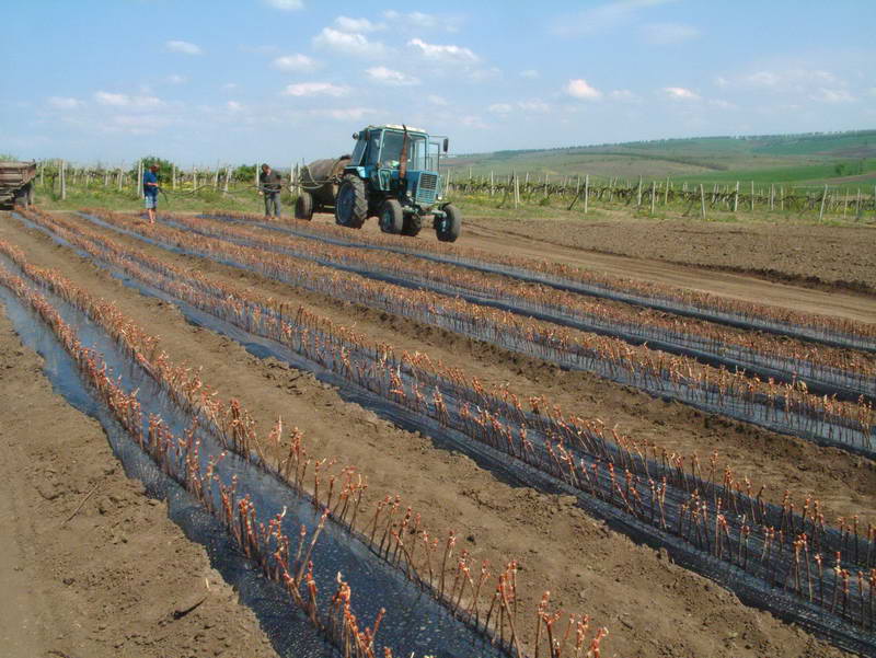 Повышение плодородия земель. Сельское хозяйство улучшение плодородия земли. Почвы ПМР. Почвы Молдавии. Молодые предприниматели сельское хозяйство.
