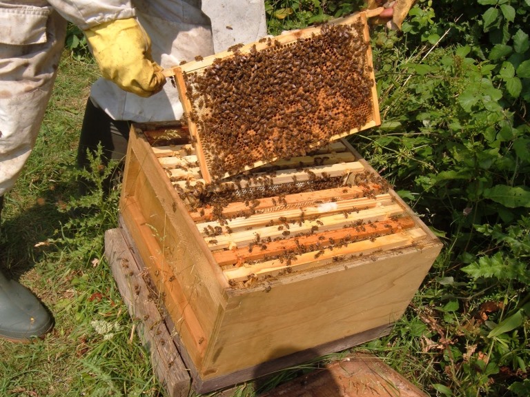 В Минсельхозе обсудят проблемы пчеловодов Молдовы